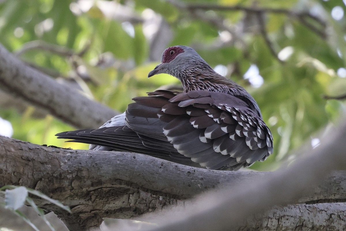 Speckled Pigeon - ML646547674