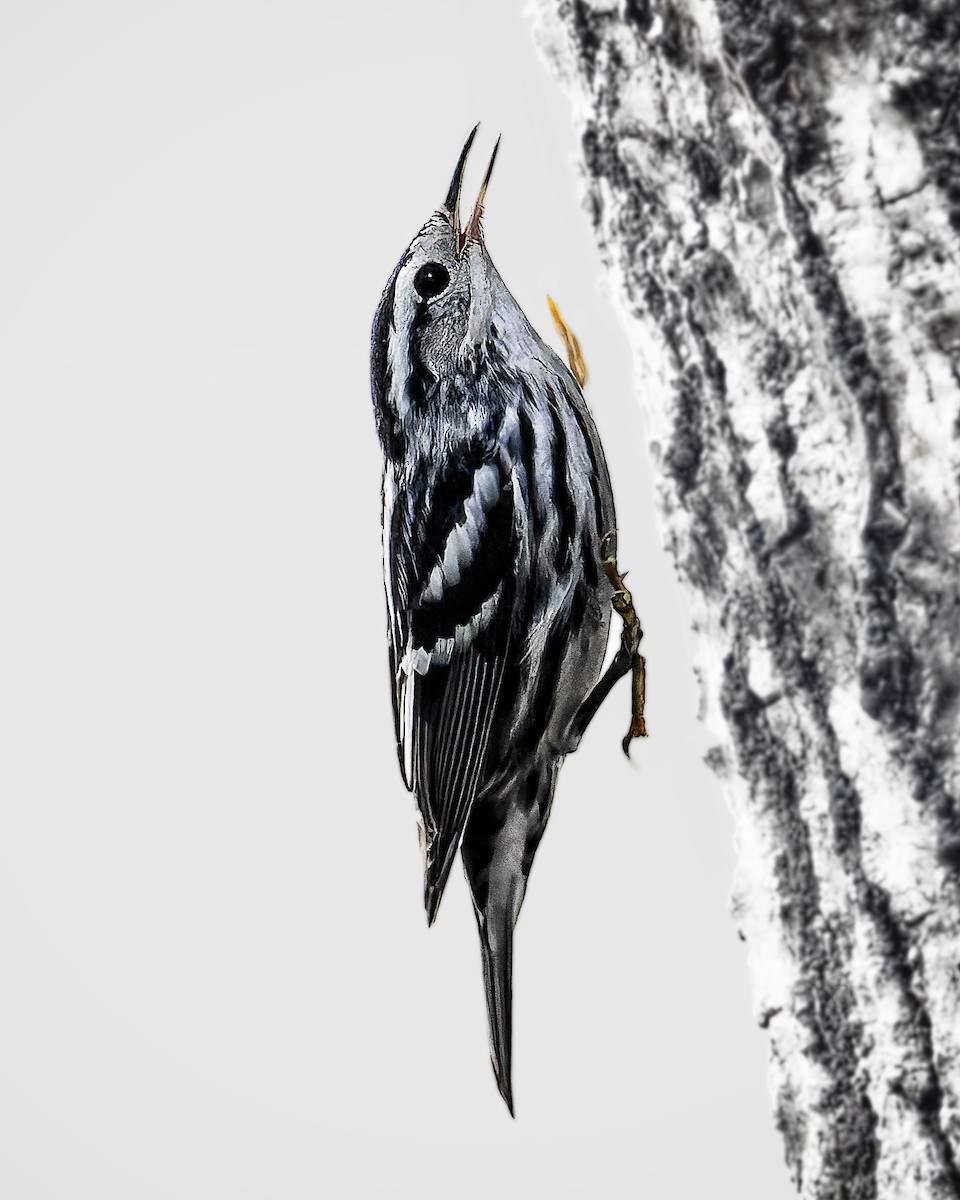 Black-and-white Warbler - ML646547678