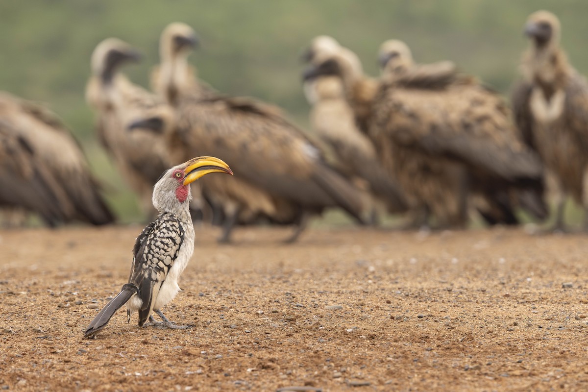 Southern Yellow-billed Hornbill - ML646547681