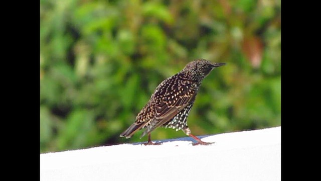 European Starling - ML646547682