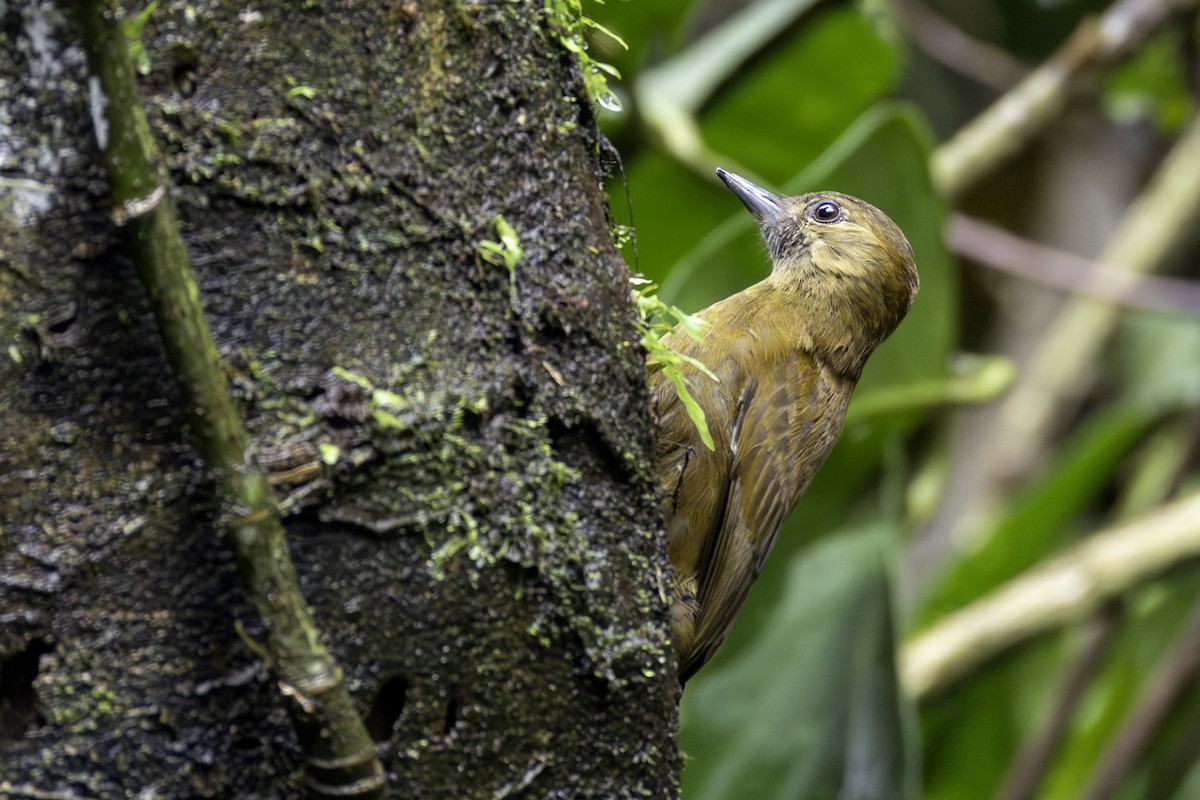 Kül Rengi Ağaçkakan - ML646547684