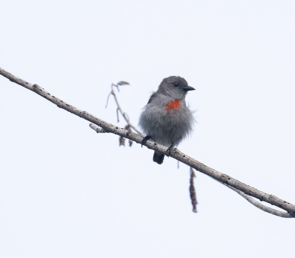 Kül Rengi Öksekuşu - ML646547689