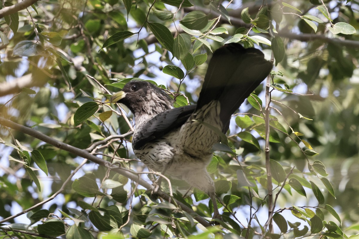 Western Plantain-eater - ML646547690