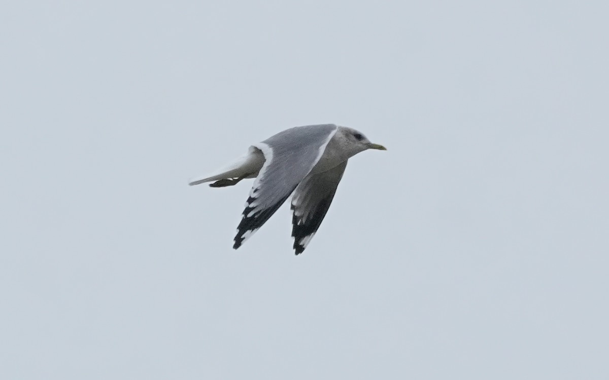 Short-billed Gull - ML646547691