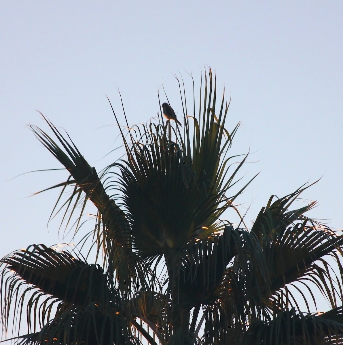 Buntfalke - ML646547694