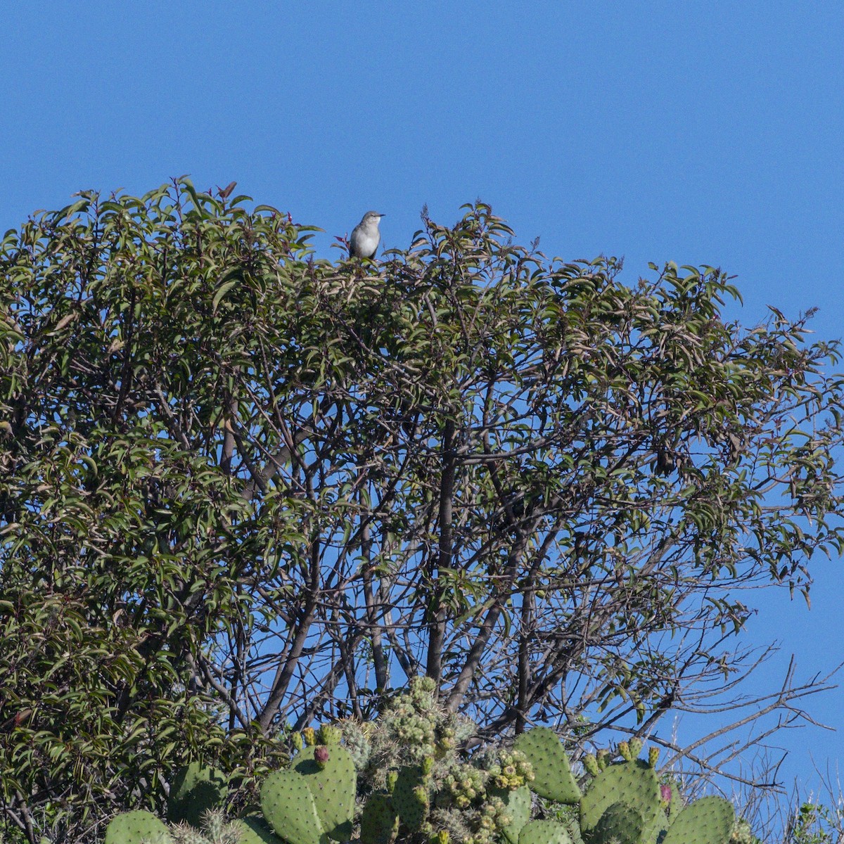 Northern Mockingbird - ML646547696