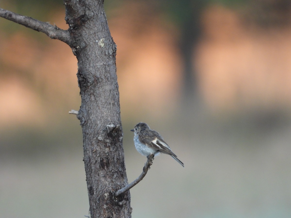 Red-capped Robin - ML646547701