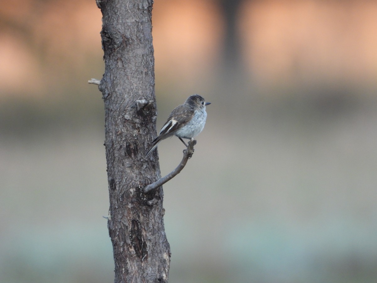 Red-capped Robin - ML646547702