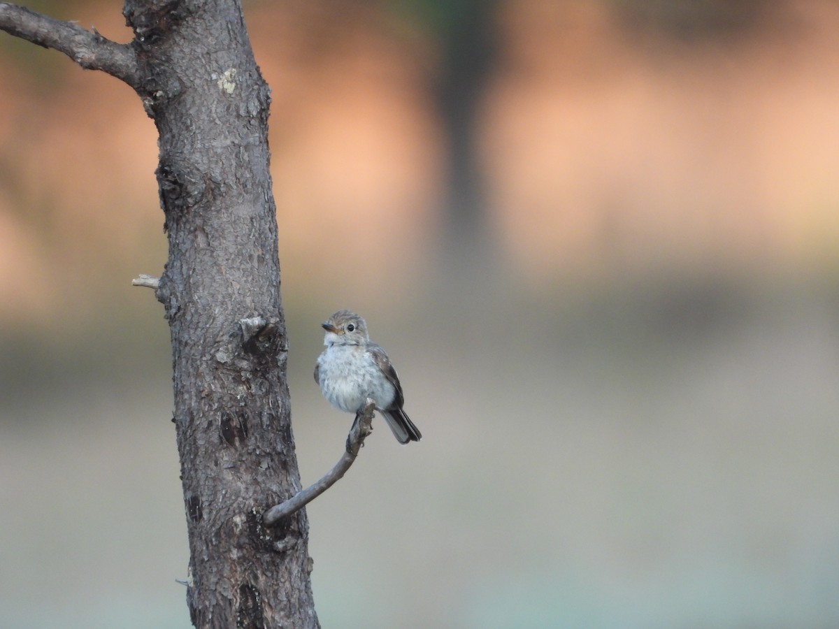 Red-capped Robin - ML646547703