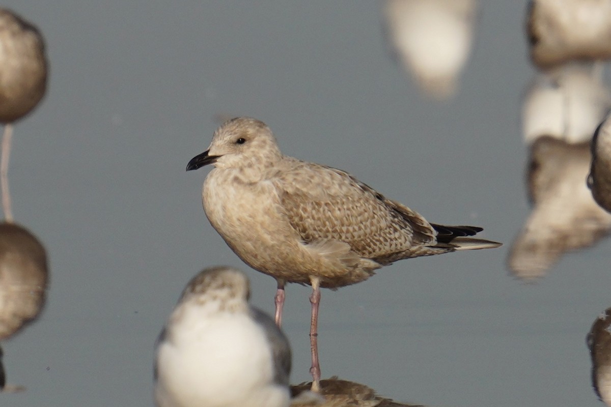 gull sp. - ML646547704