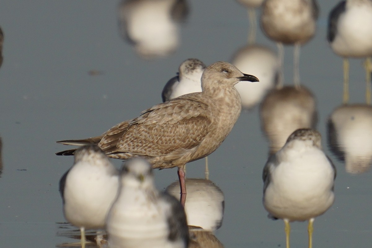 gull sp. - ML646547705