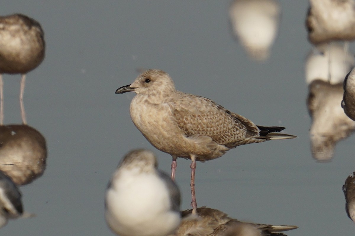 gull sp. - ML646547706