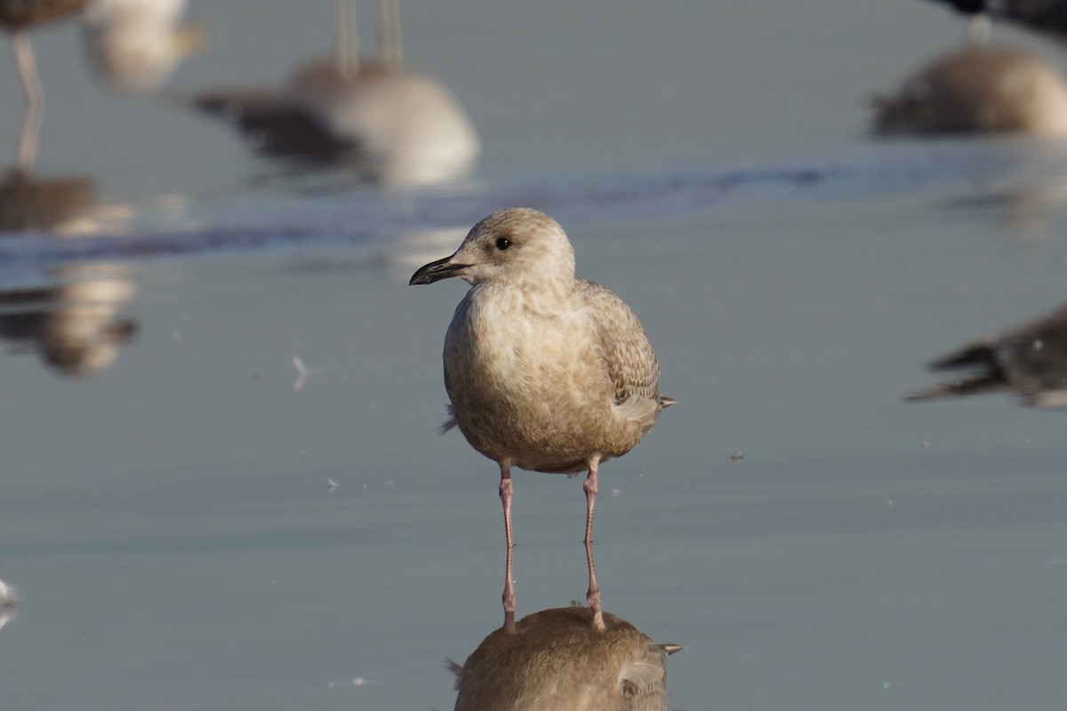 Мартиновий sp. - ML646547707