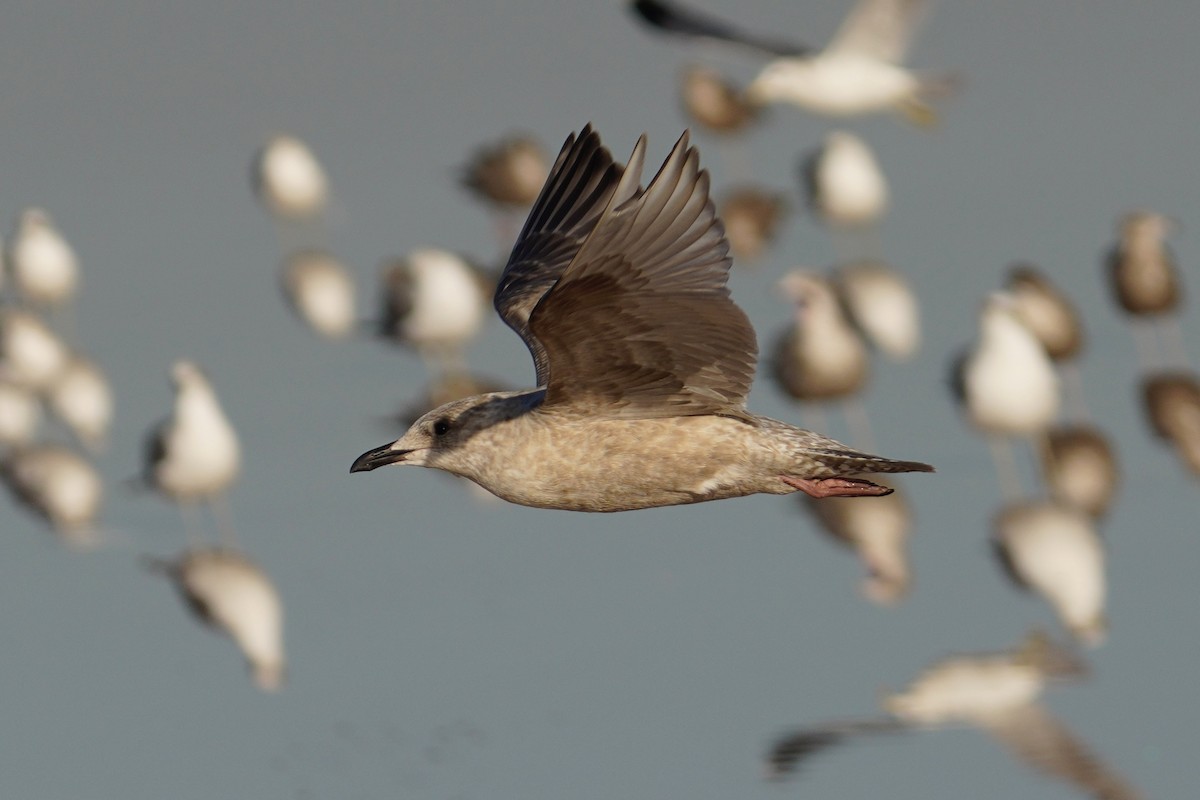 Мартиновий sp. - ML646547708