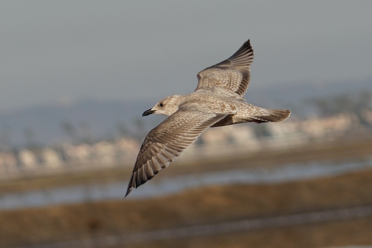 gull sp. - ML646547709
