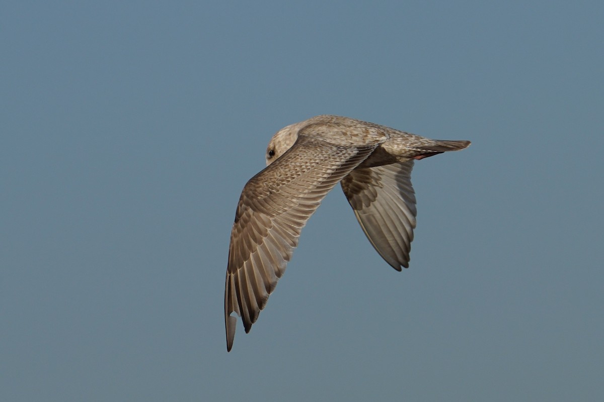 Мартиновий sp. - ML646547710