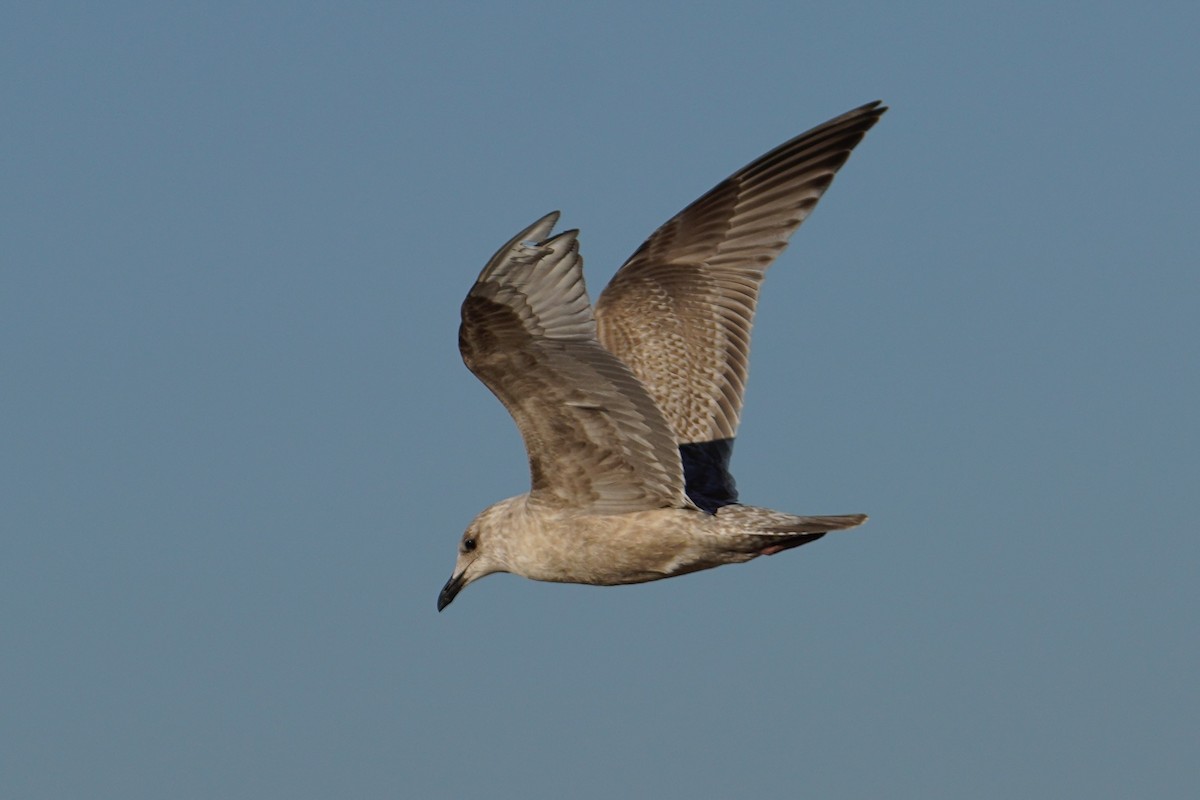 gull sp. - ML646547711