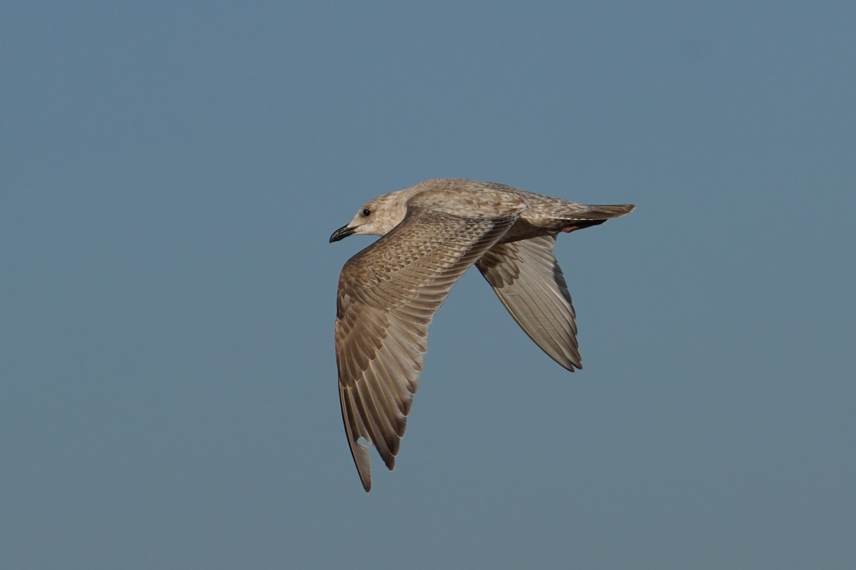 Мартиновий sp. - ML646547712