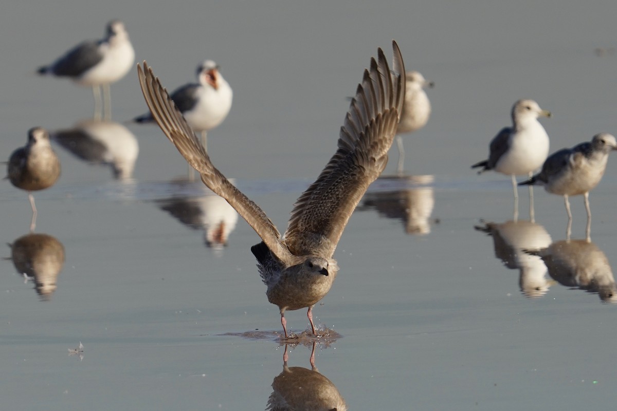 Мартиновий sp. - ML646547713