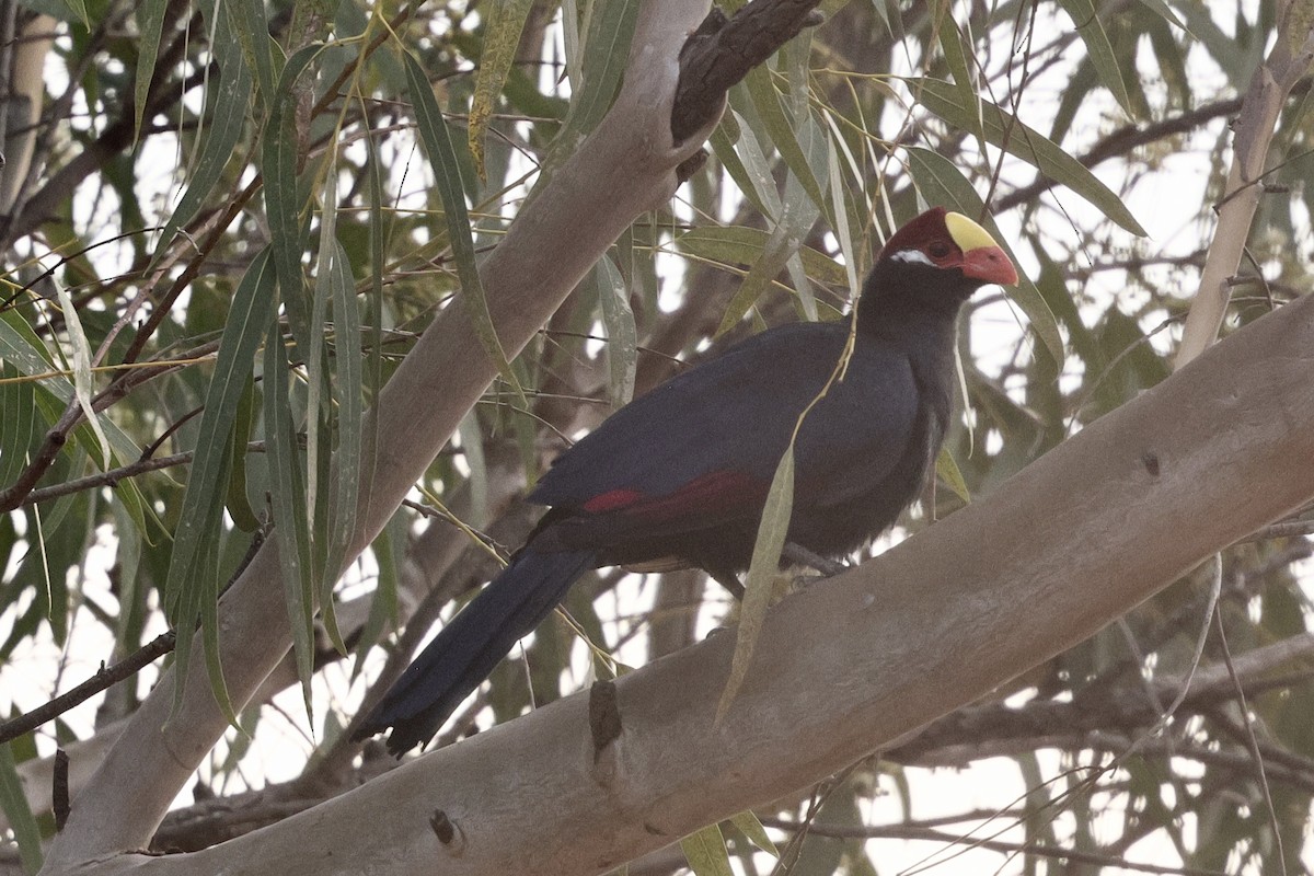 Violet Turaco - ML646547714