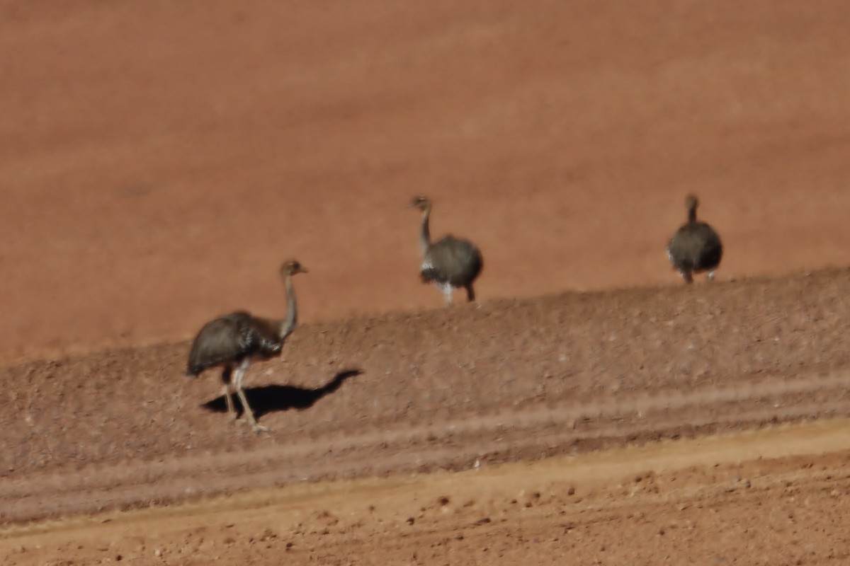 Дарвинов нанду - ML646547722