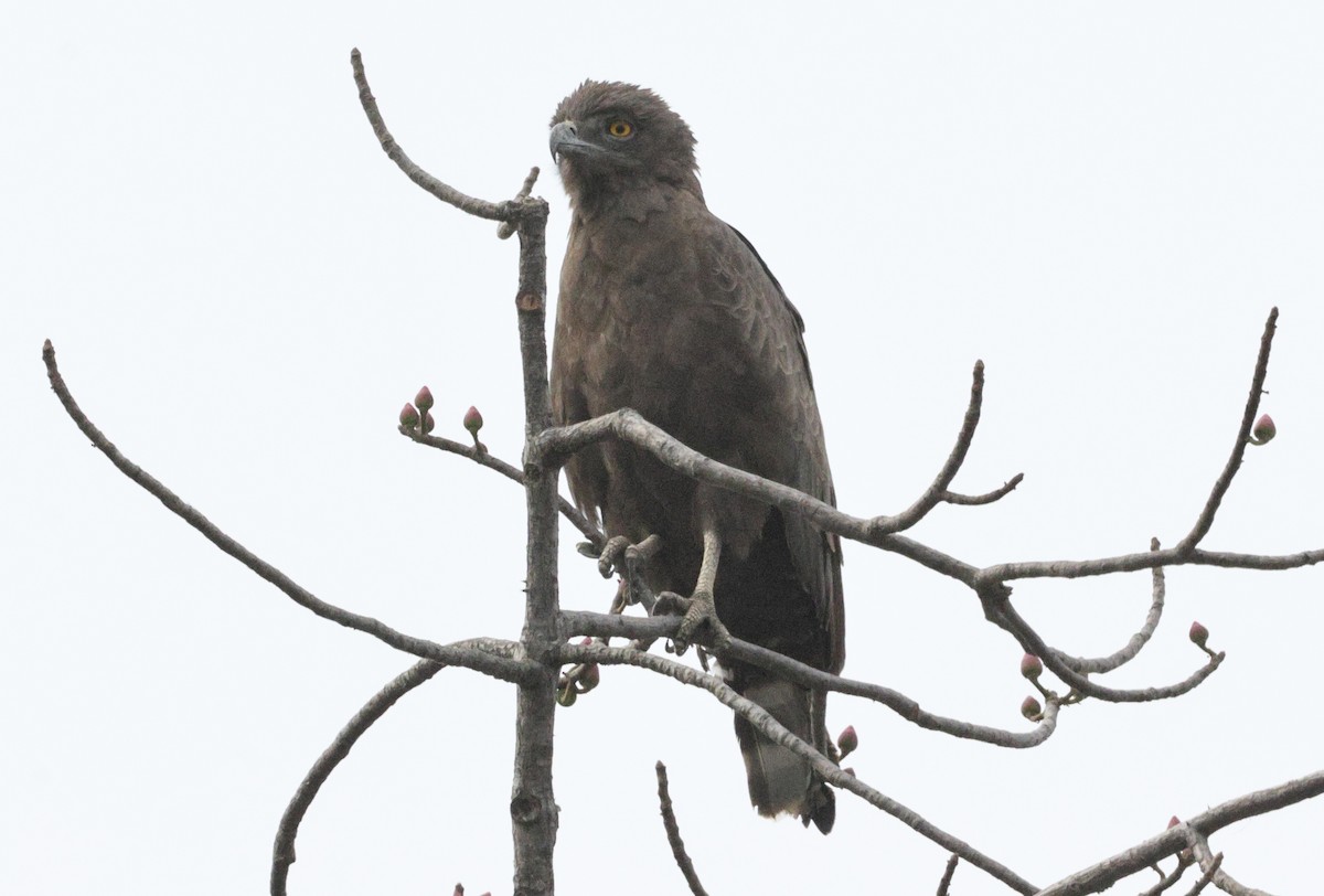 Brown Snake-Eagle - ML646547723