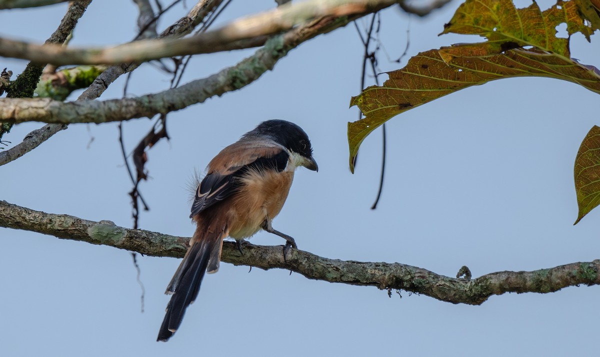 Long-tailed Shrike - ML646547724