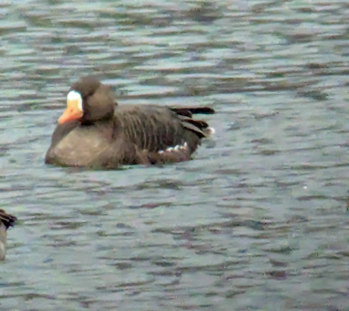 Greater White-fronted Goose - ML646547725