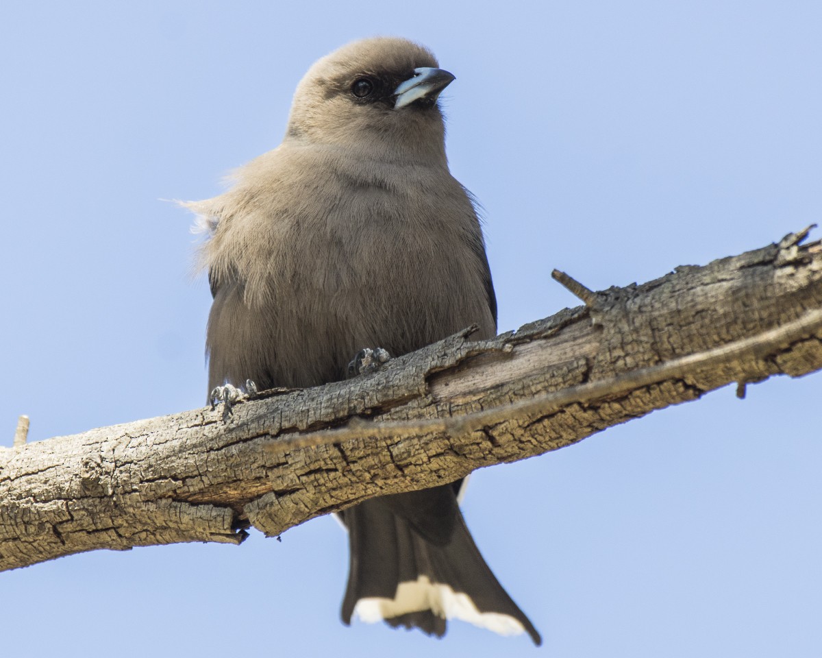 Artamo Sombrío - ML646547726