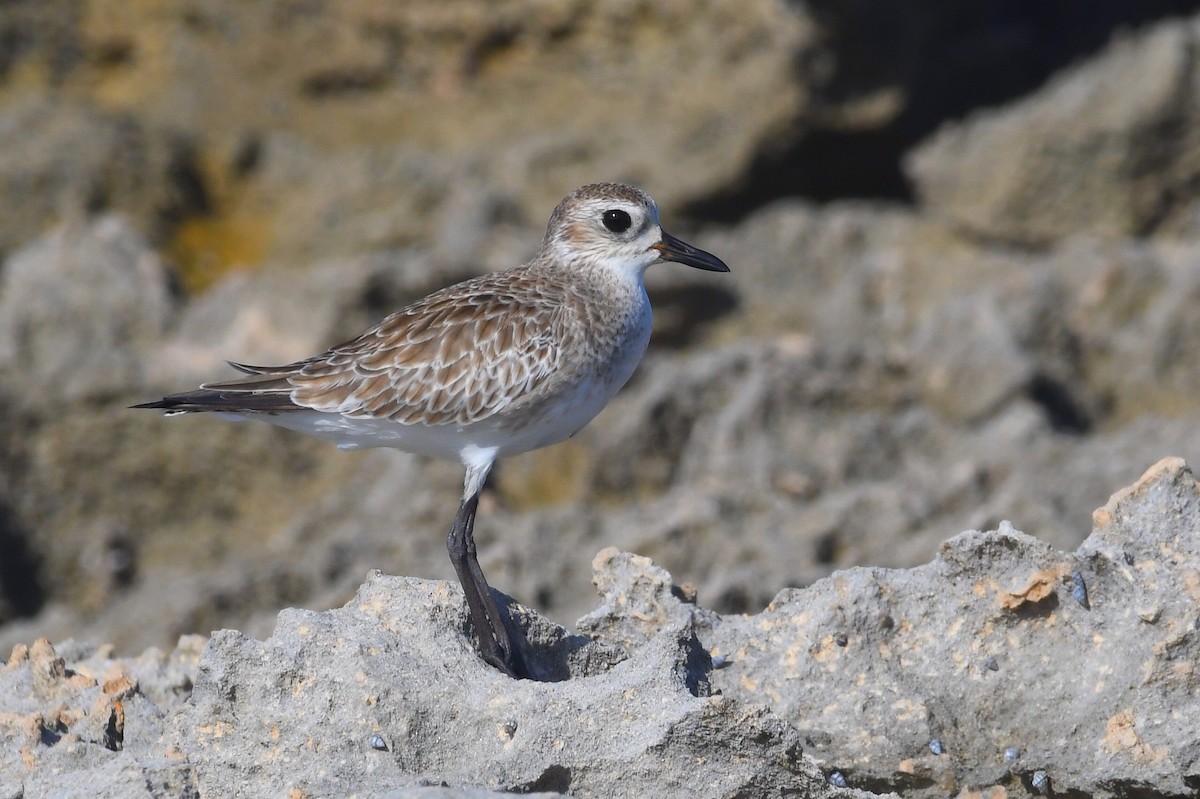 Chorlito Gris - ML646547727