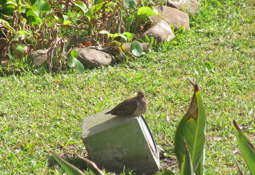 ミミグロバト - ML646547729