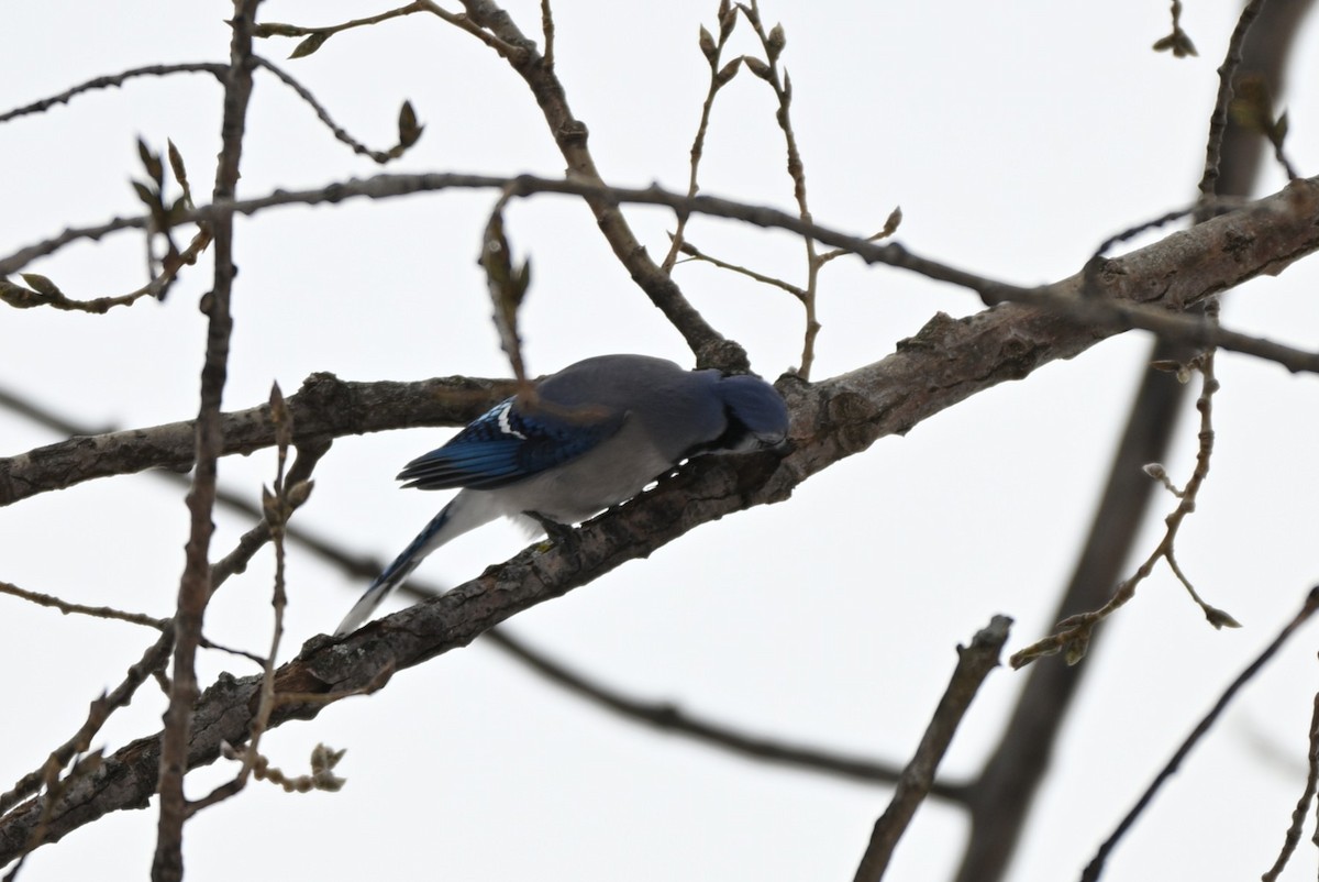 Blue Jay - ML646547731