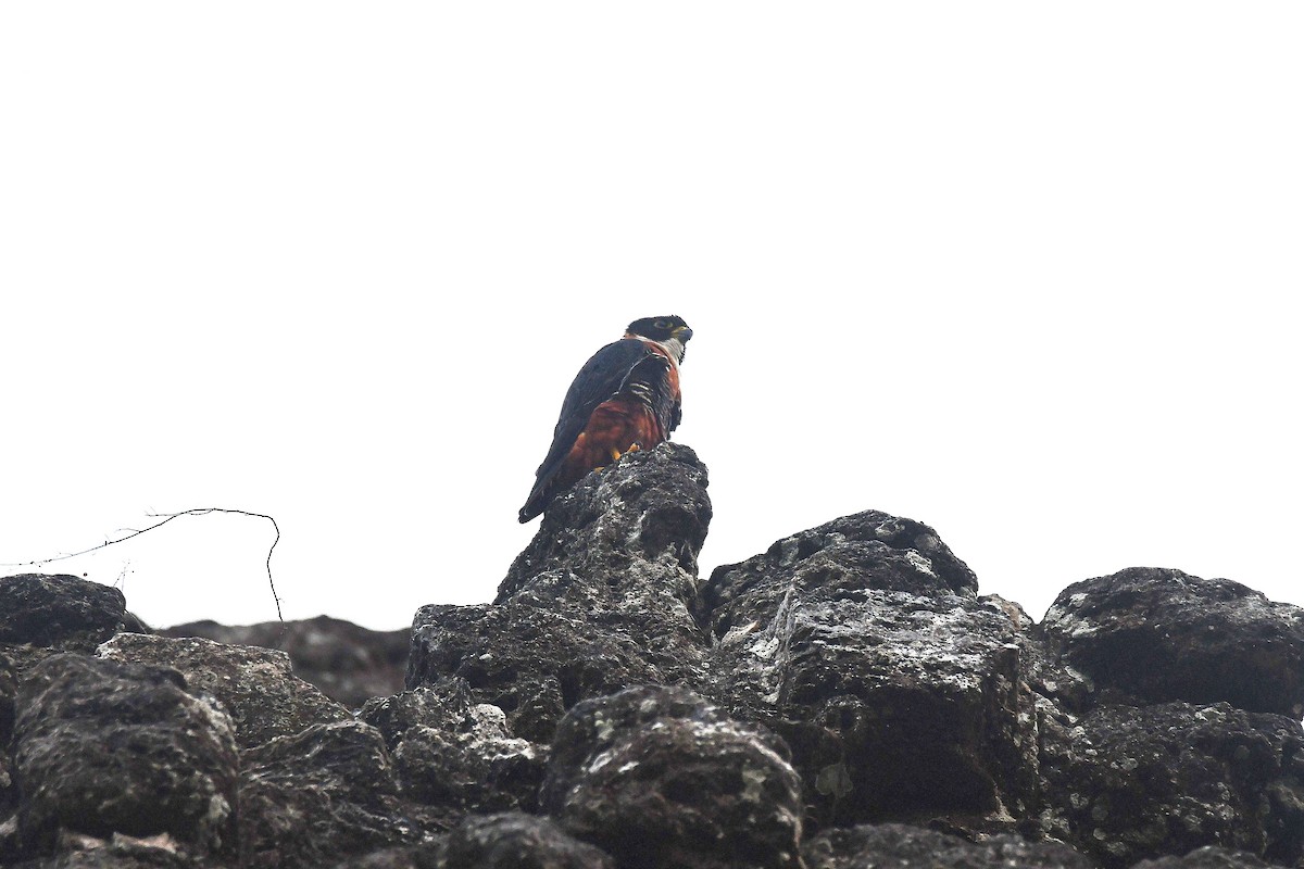 ostříž rezavoprsý - ML646547734