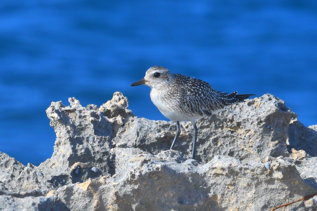 Chorlito Gris - ML646547735