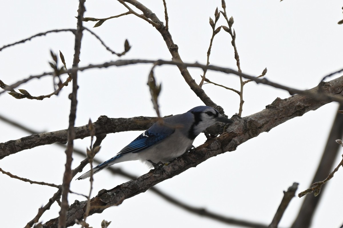 Blue Jay - ML646547736