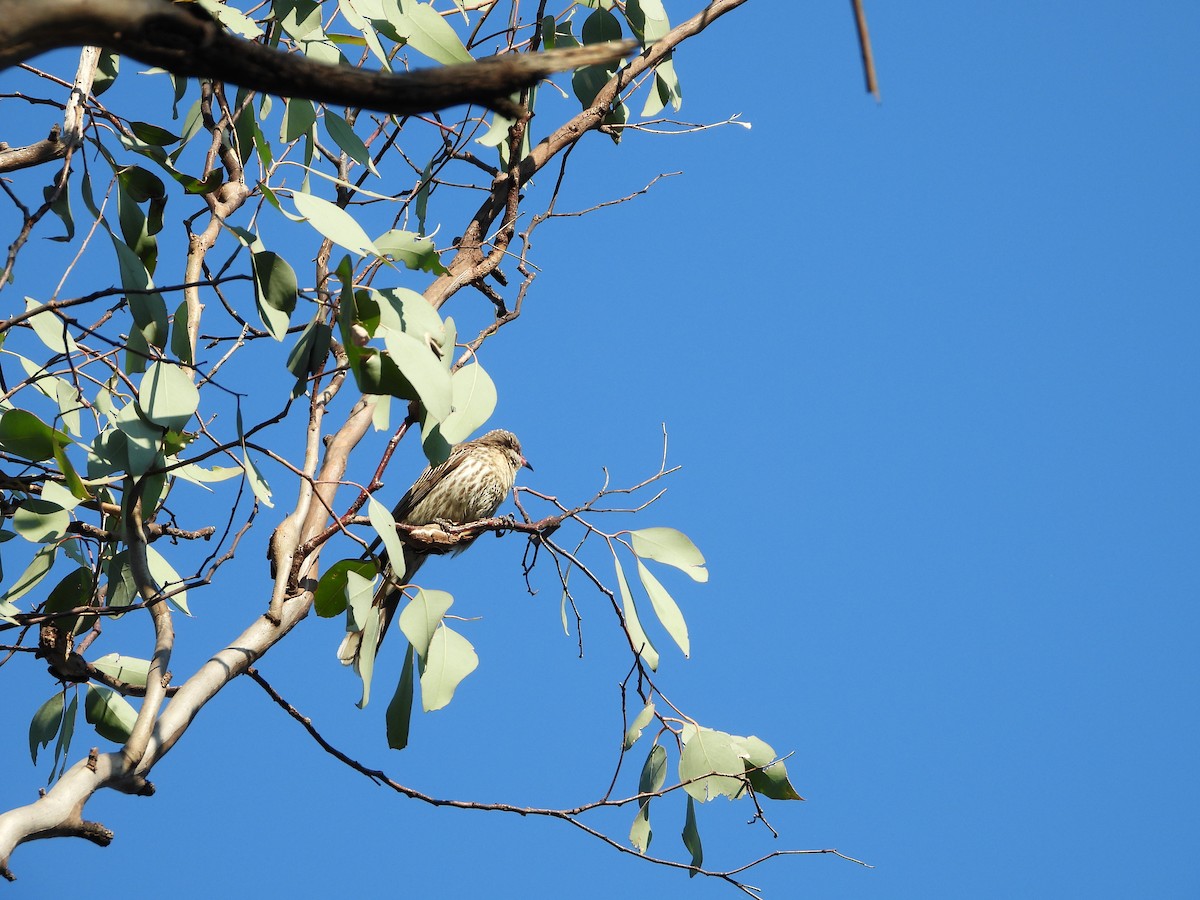 Diken Yanaklı Balkuşu - ML646547740