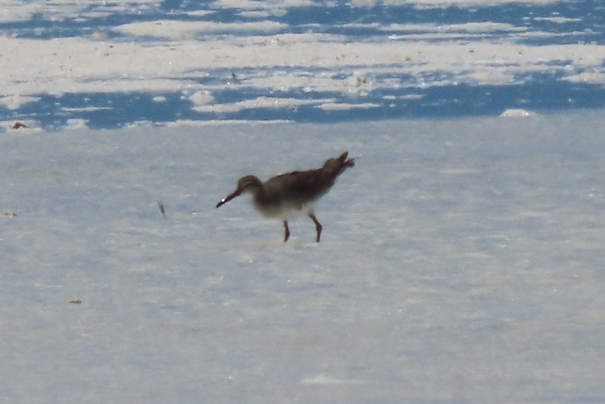 Pettegola - ML646547741