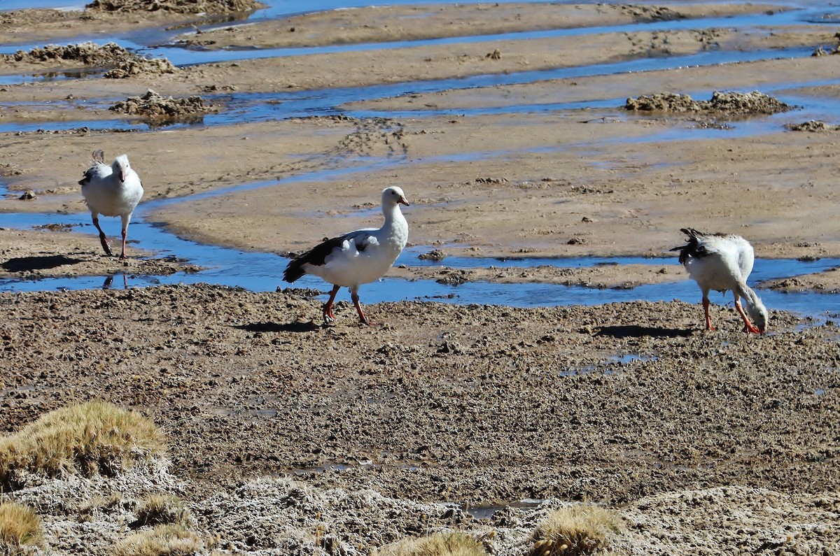 Андский гусь - ML646547744