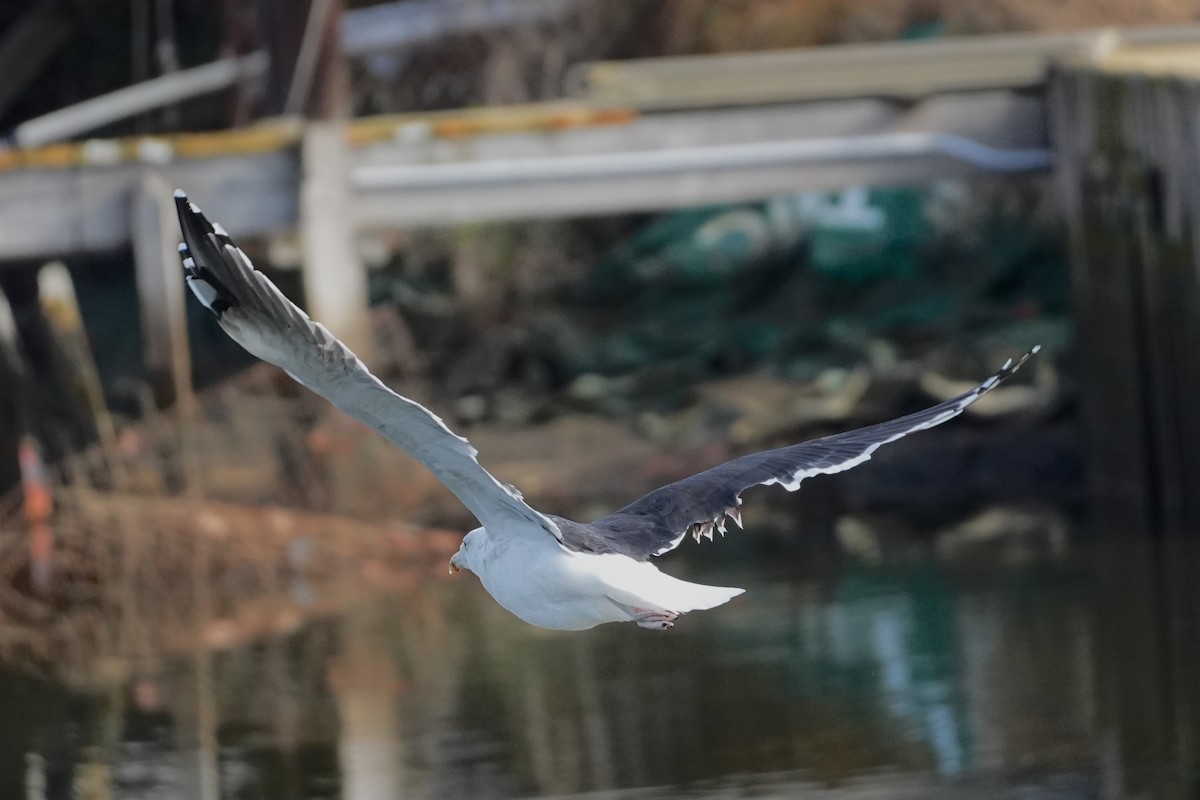 Great Black-backed Gull - ML646547746