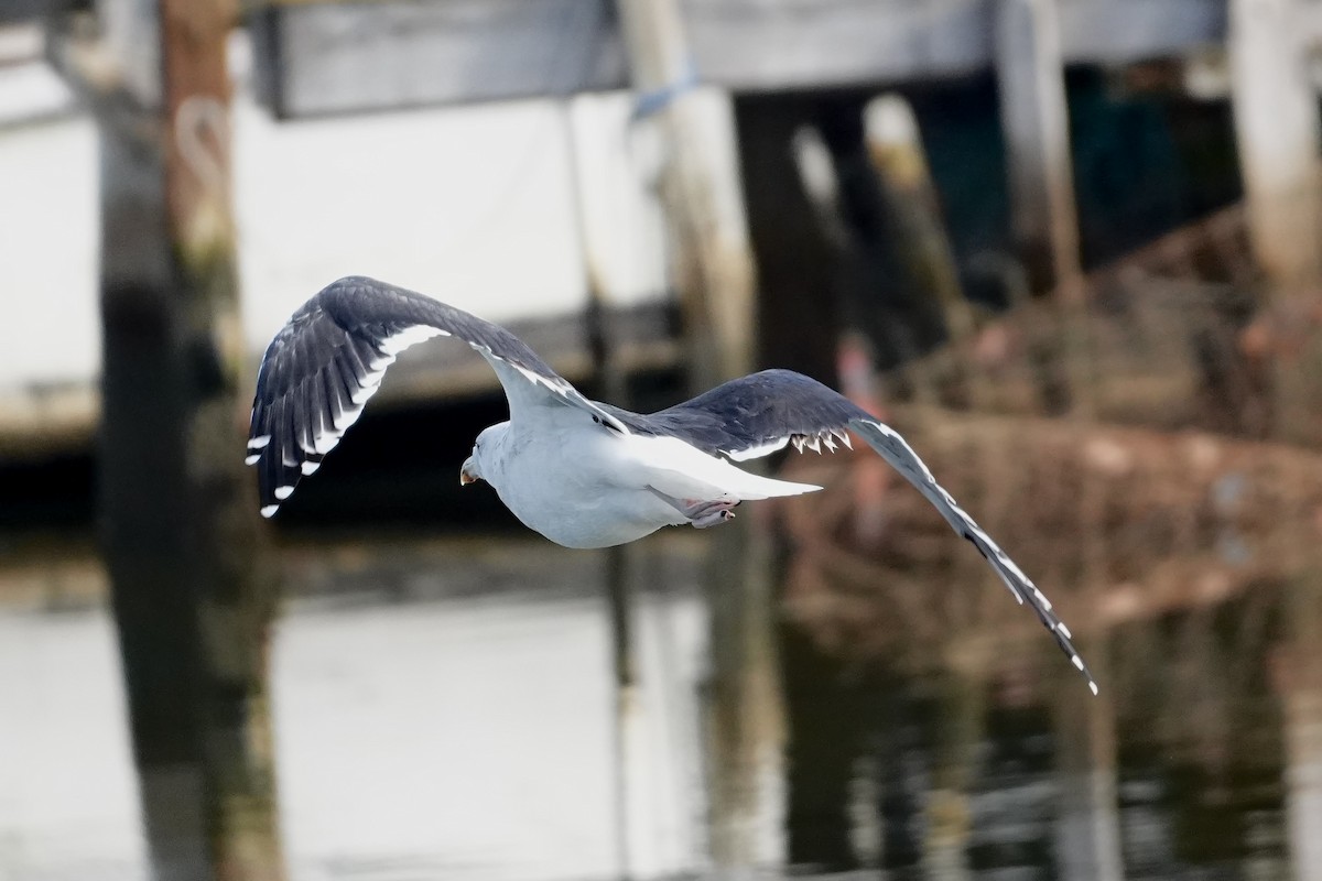 Great Black-backed Gull - ML646547747