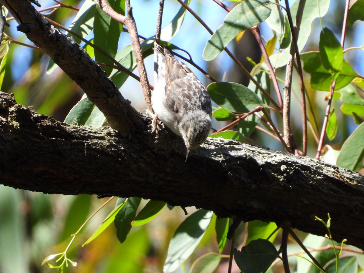 brhlíček proměnlivý - ML646547754