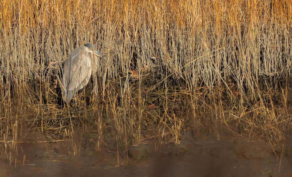 Great Blue Heron - ML646547757