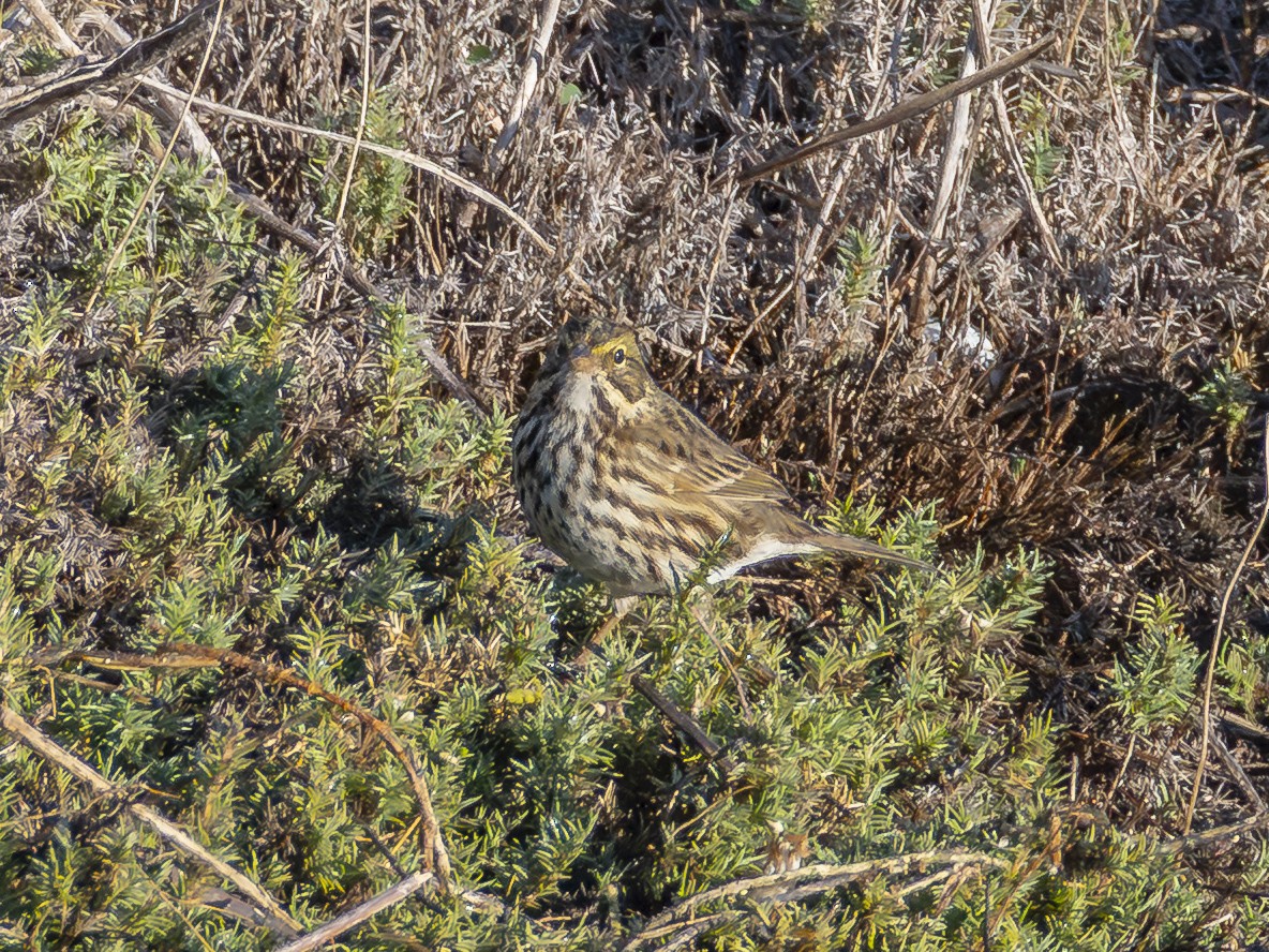 稀樹草鵐(guttatus群) - ML646547759