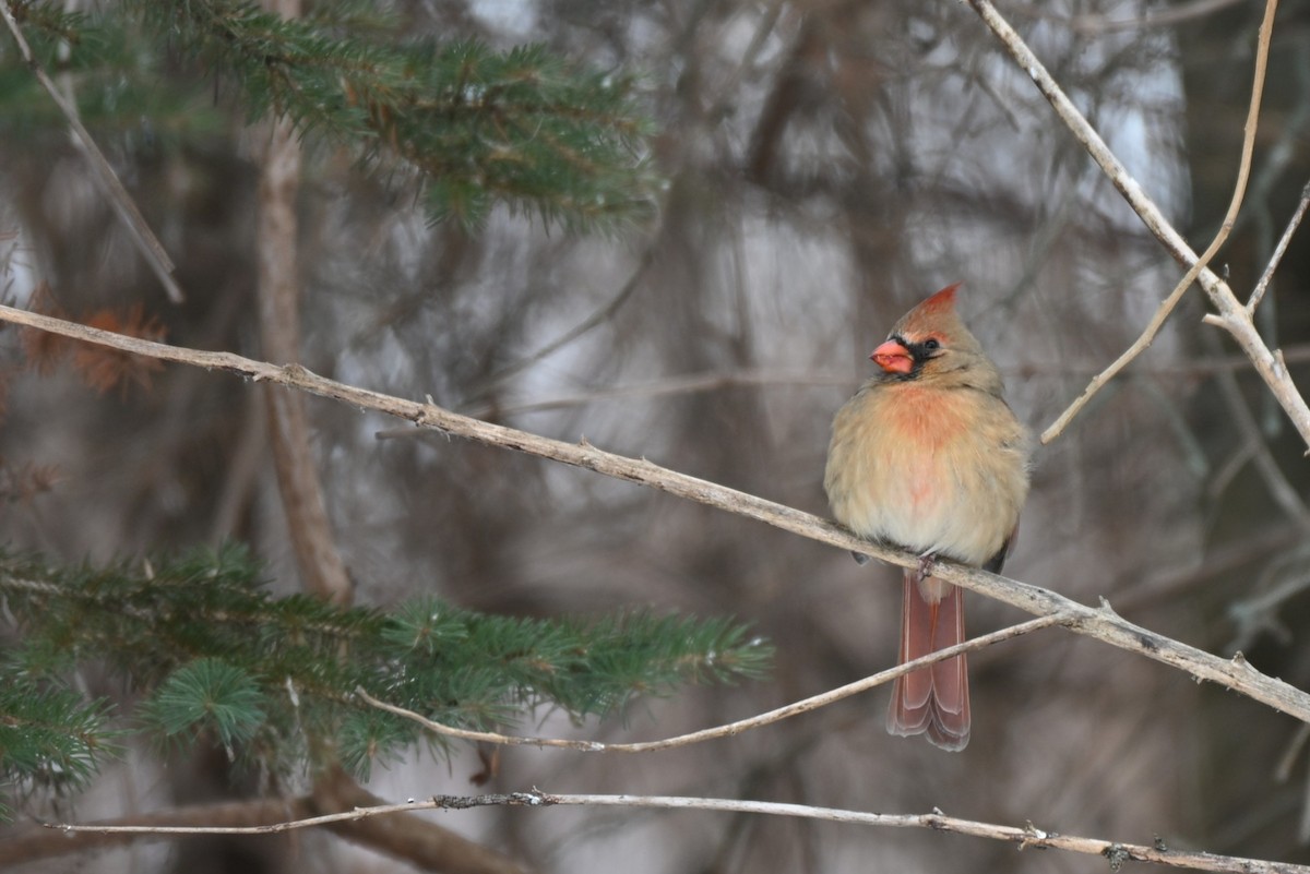 Northern Cardinal - ML646547760