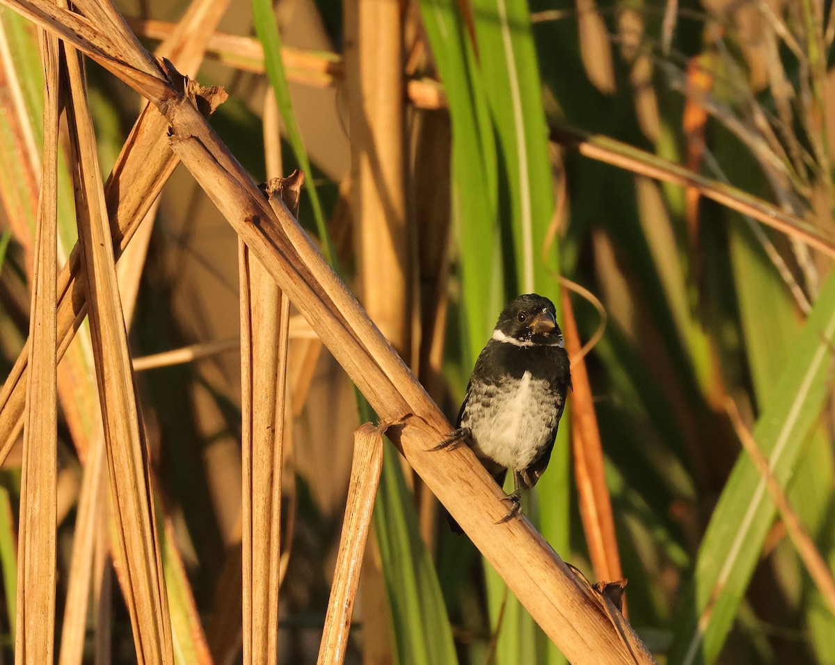 Variable Seedeater - ML646547761