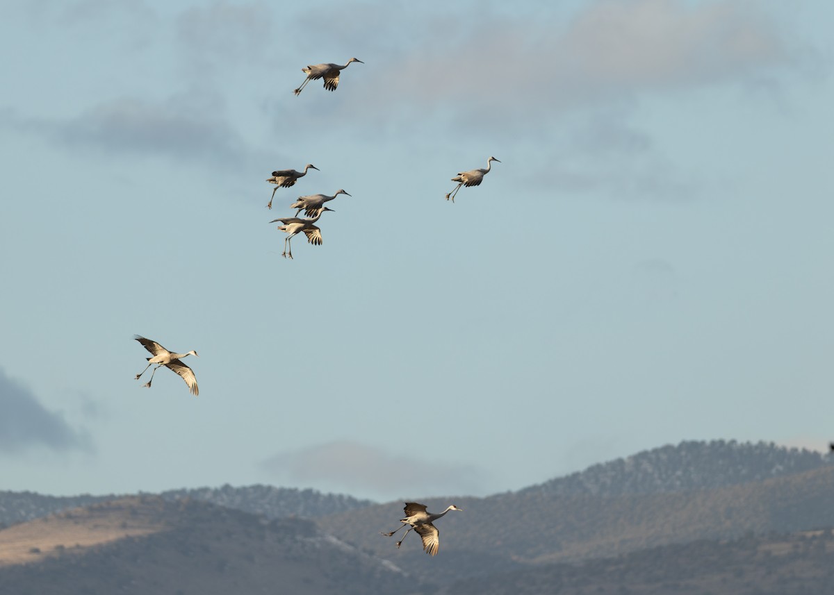 Sandhill Crane - ML646547762