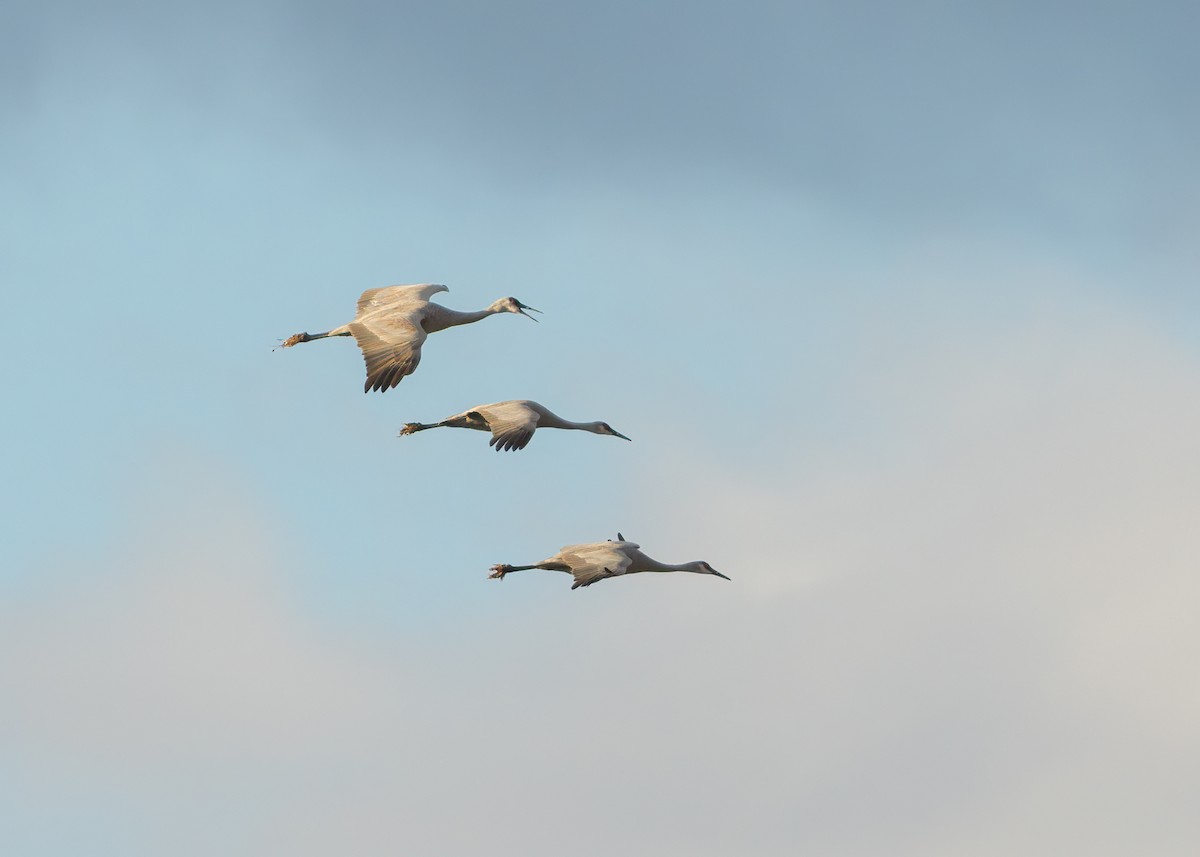 Sandhill Crane - ML646547763