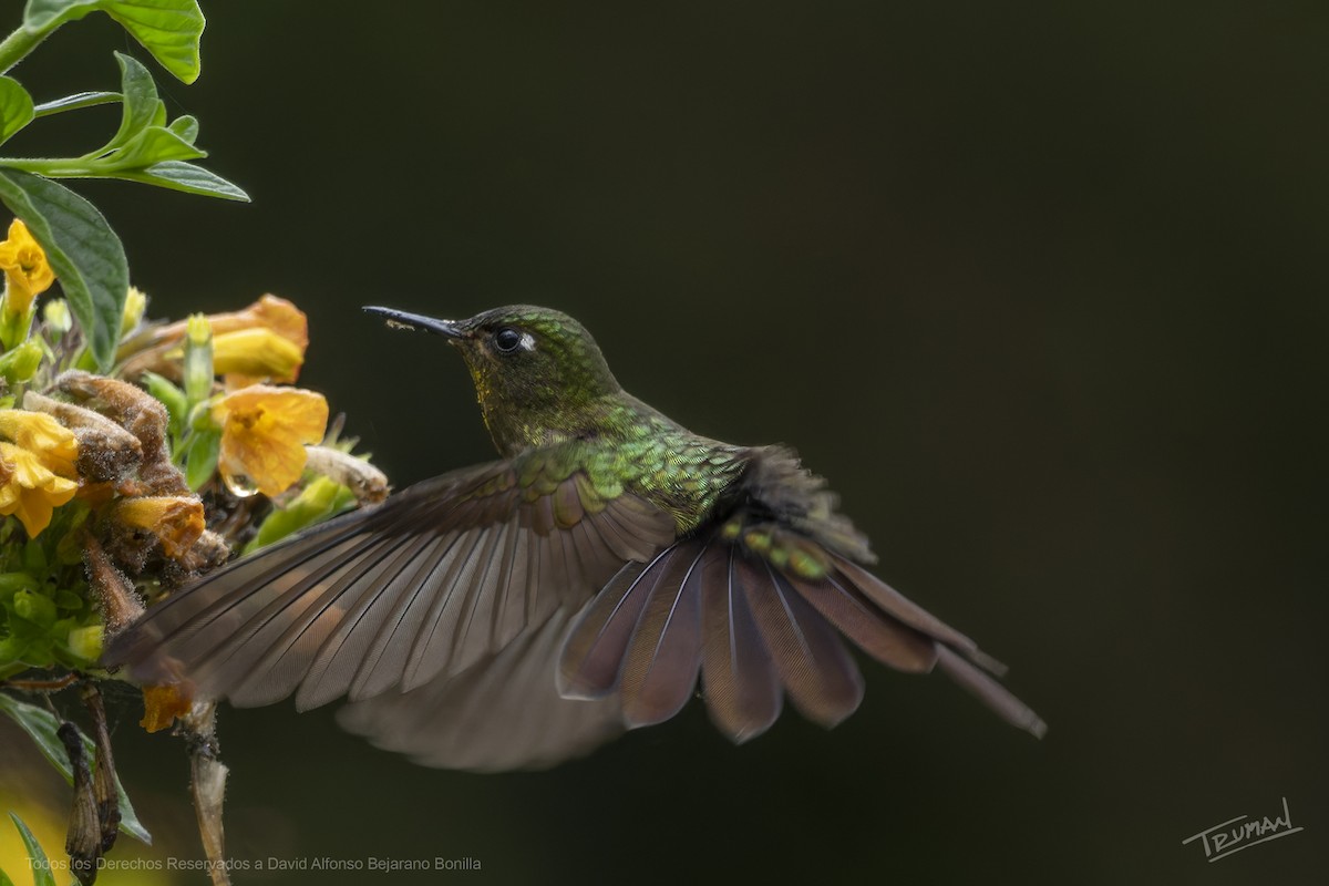 Tyrian Metaltail - ML646547765