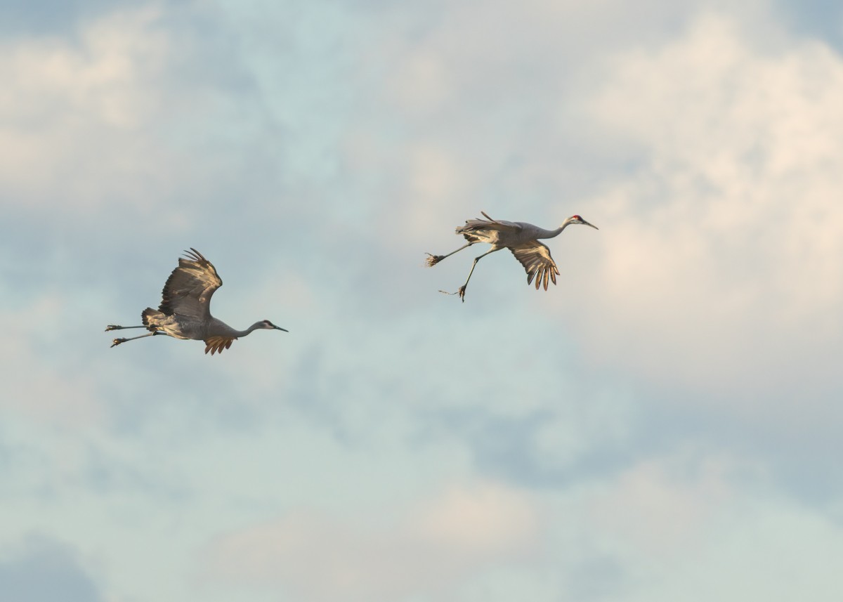 Sandhill Crane - ML646547767