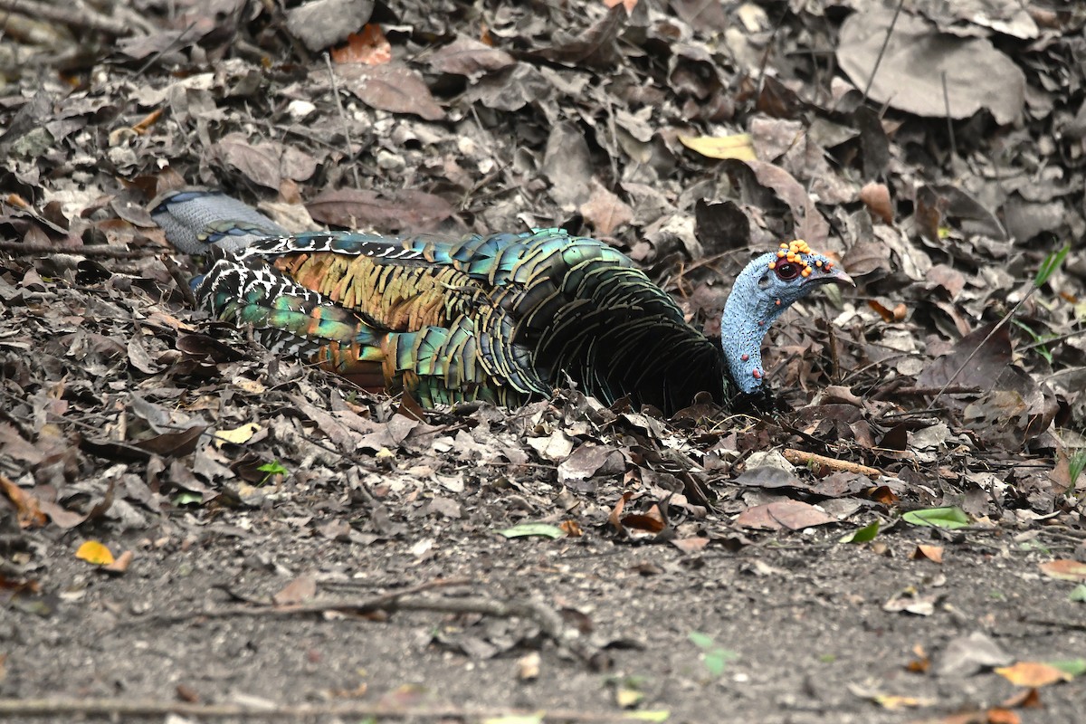 Guajolote Ocelado - ML646547770